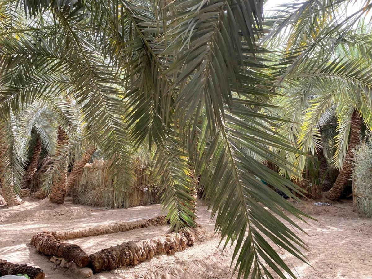 Forest Camp Siwa - كامب الغابة Siwa Oasis Eksteriør billede