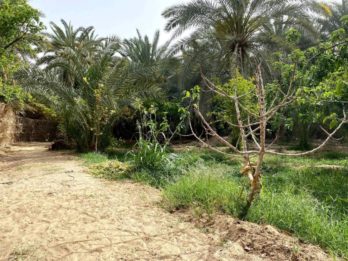 Forest Camp Siwa - كامب الغابة Siwa Oasis Eksteriør billede