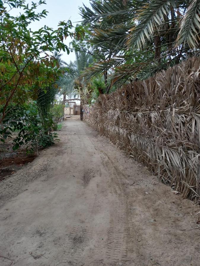 Forest Camp Siwa - كامب الغابة Siwa Oasis Eksteriør billede