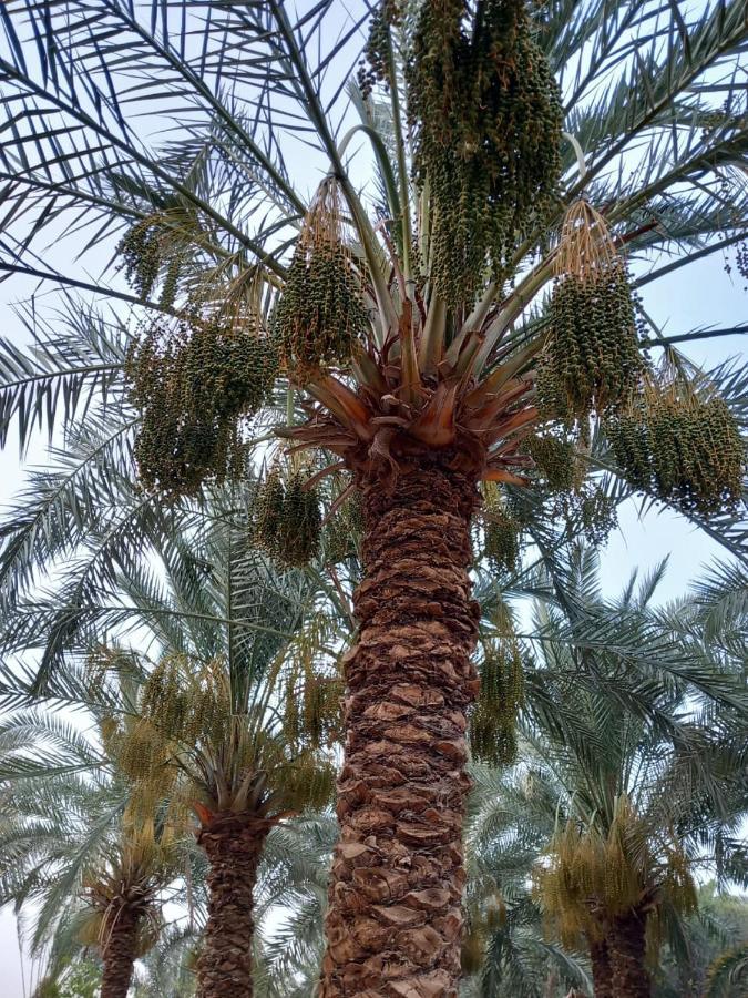 Forest Camp Siwa - كامب الغابة Siwa Oasis Eksteriør billede