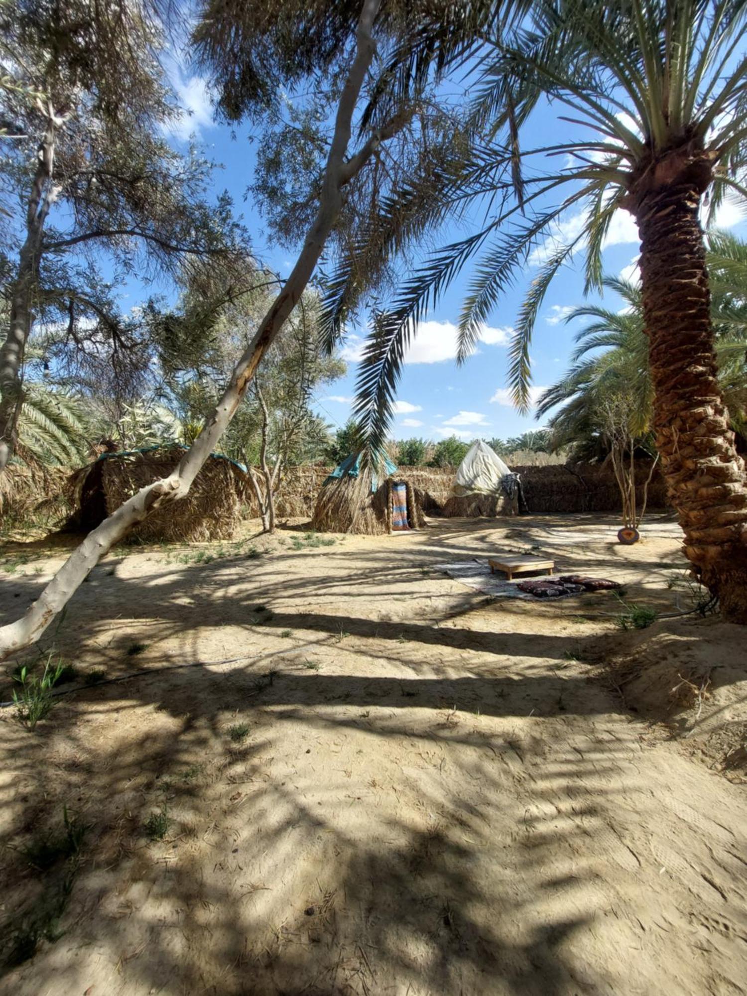 Forest Camp Siwa - كامب الغابة Siwa Oasis Eksteriør billede