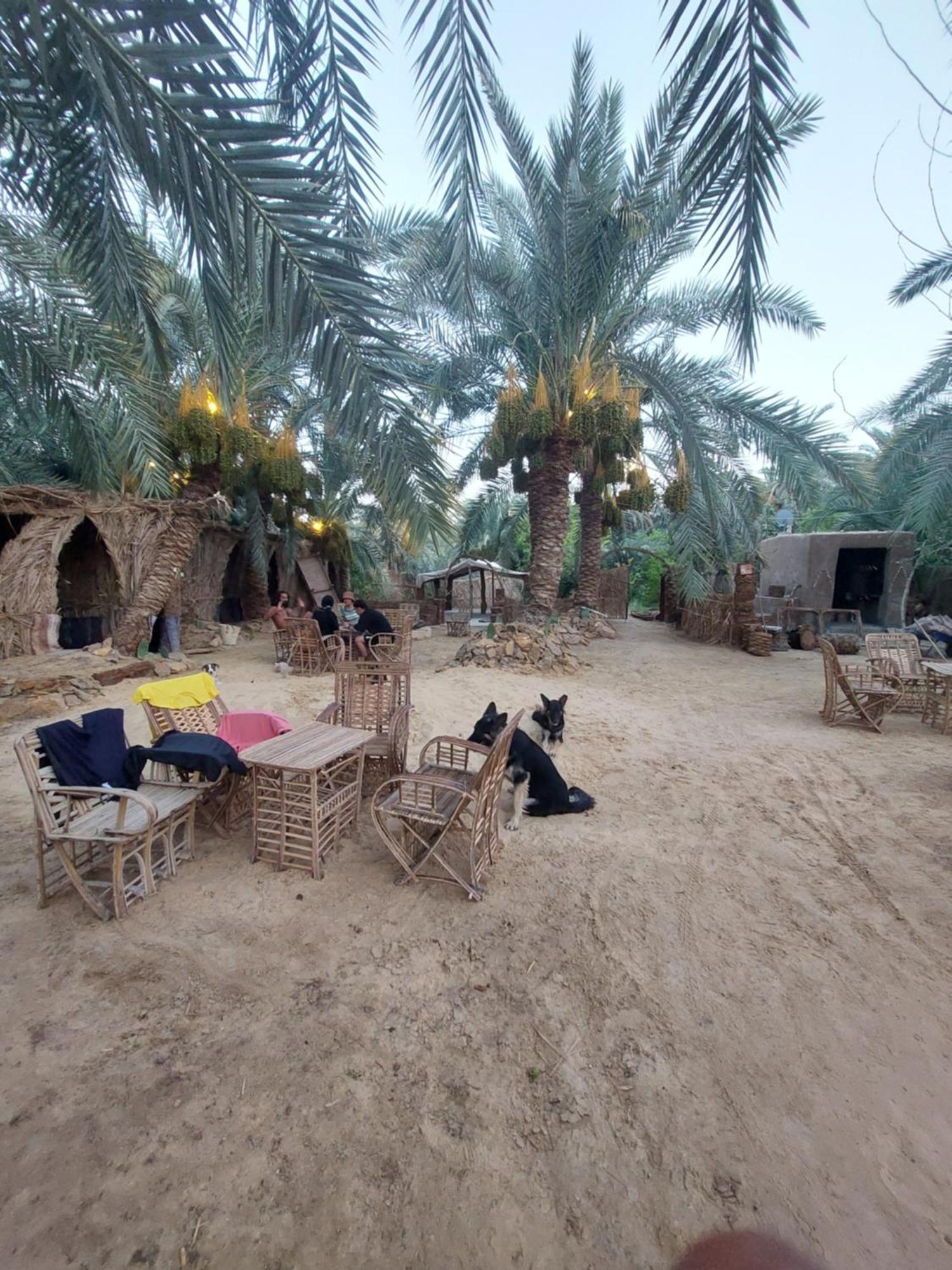Forest Camp Siwa - كامب الغابة Siwa Oasis Eksteriør billede